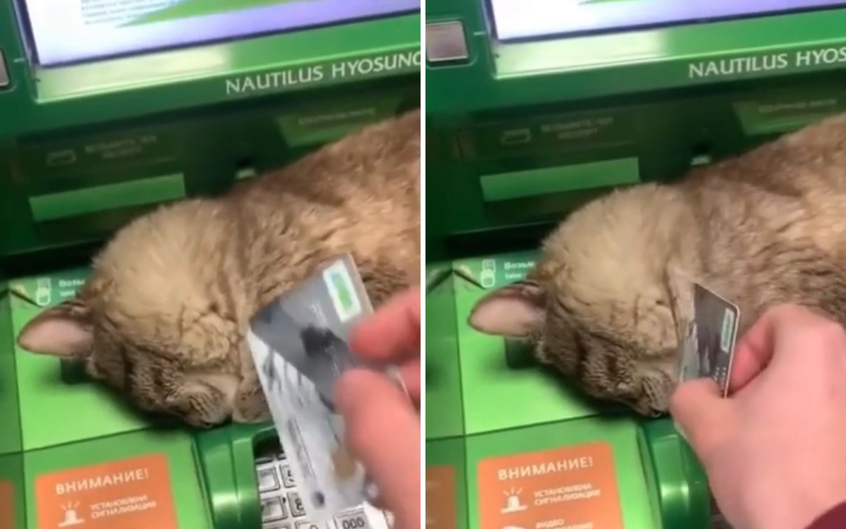 Котка, която заспа на банкомат, накара мрежата да се тресе от смях ВИДЕО