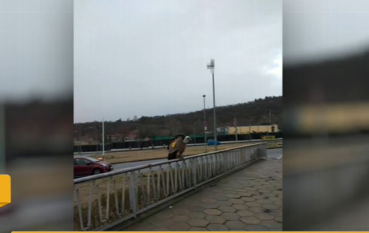 Какво се случва?! Нещо страшно плаши из улиците на Сливен СНИМКА
