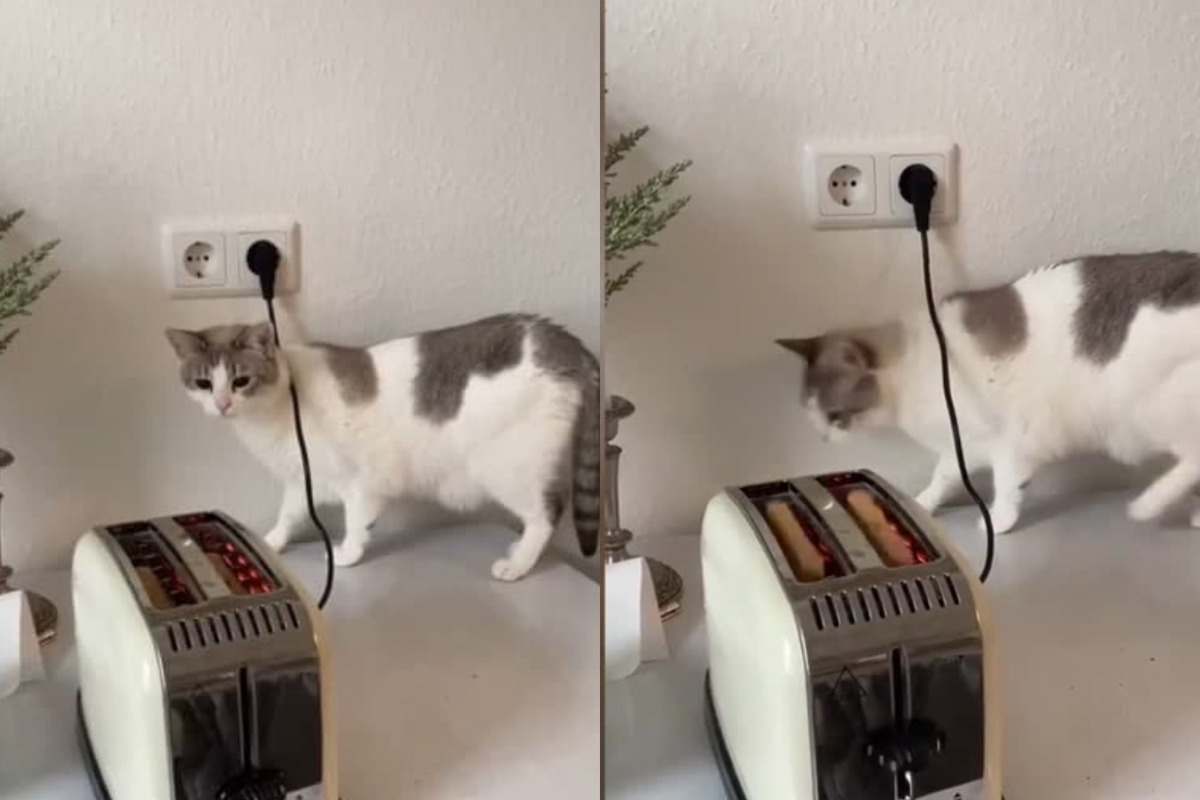 Котка видя тостер за първи път, реакцията й разсмя всички в мрежата ВИДЕО