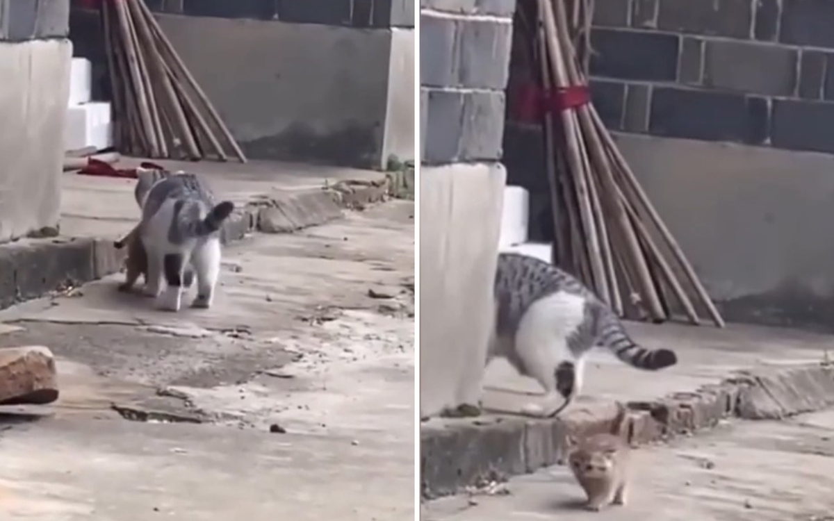 Палаво коте, бягащо от майка си, разсмя мрежата ВИДЕО