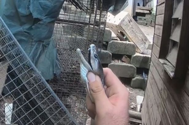 Ужасяващо: Жена се натъкна в дома си на най-смъртоносната змия в света ВИДЕО