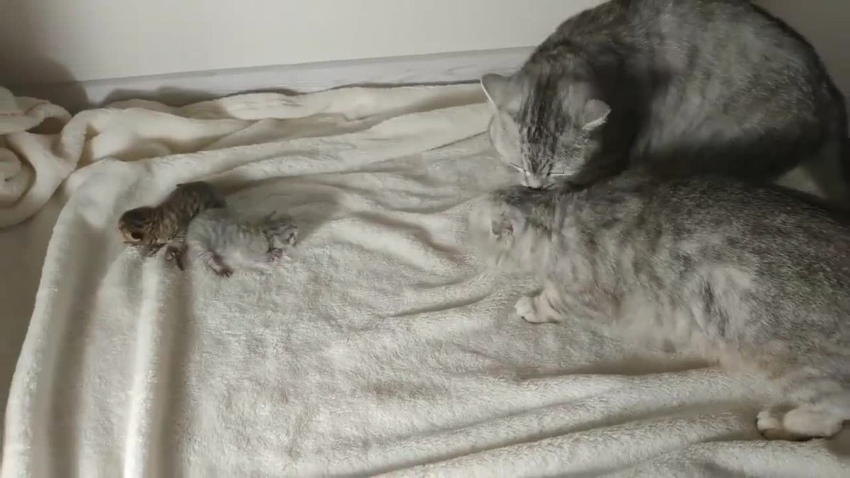 Трогателното запознанство на баща котарак с котенцата покори мрежата ВИДЕО