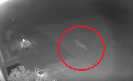 Жена се вцепени от ужас от това, което видя в двора си ВИДЕО