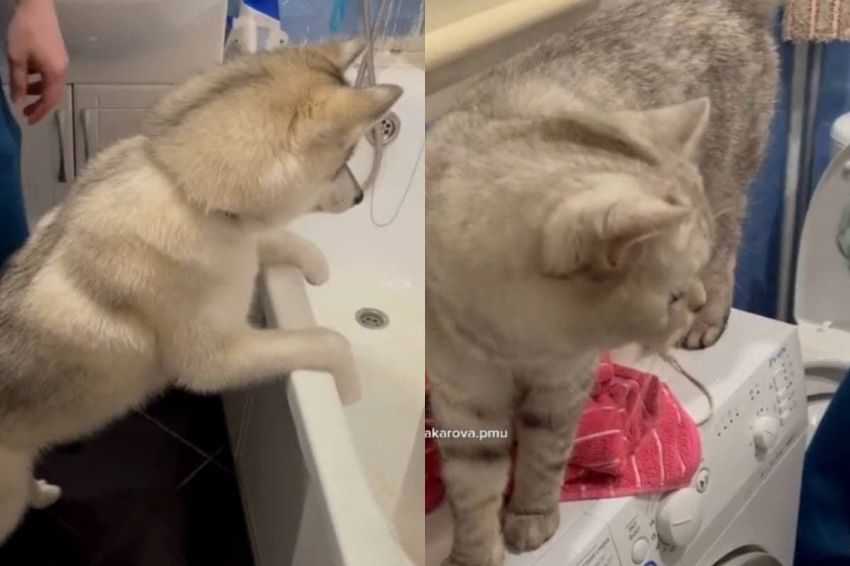 Котарак провокира бавно хъски и покори интернет ВИДЕО