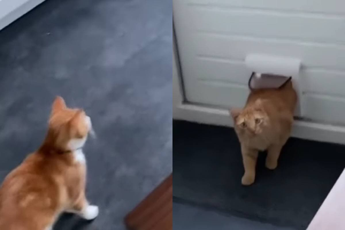 Тайната среща на котка и уличен котарак бе запечатано на ВИДЕО