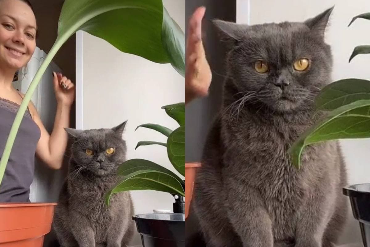 Котарак не оцени танците на собственичката си и разсмя мрежата ВИДЕО