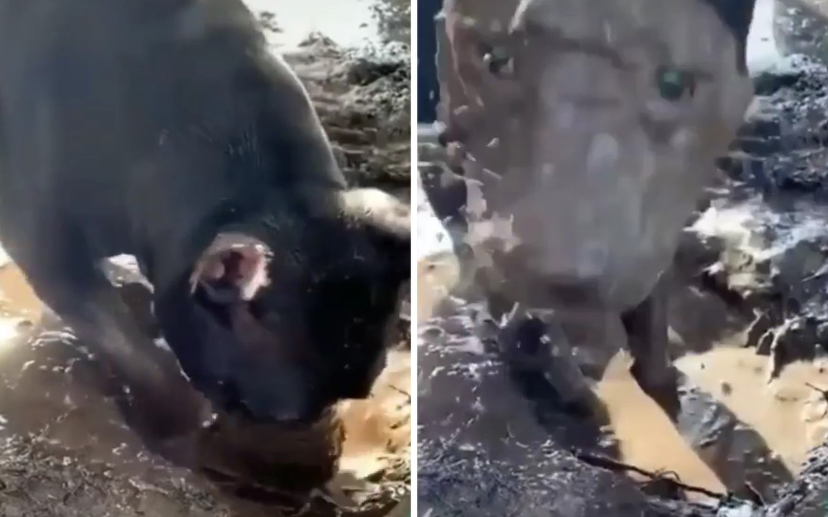 Забавно: Вижте как куче си направи подмладяваща кална маска ВИДЕО