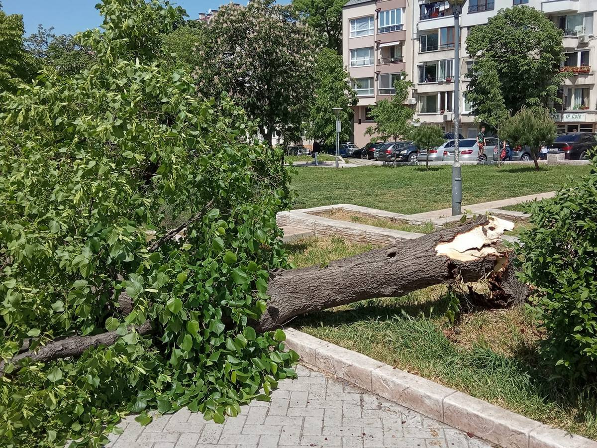 Кошмарен инцидент в бургаска градинка с куп играещи дечица 