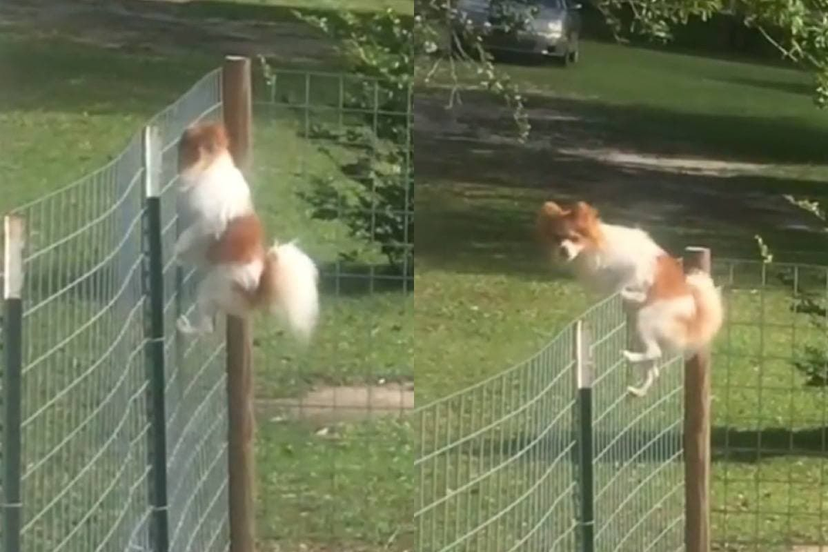 Дръзкото бягство на куче разсмя мрежата ВИДЕО