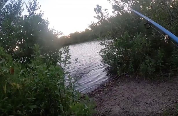 Страховито ВИДЕО: Алигатор излиза от водата и преследва рибар в гората 
