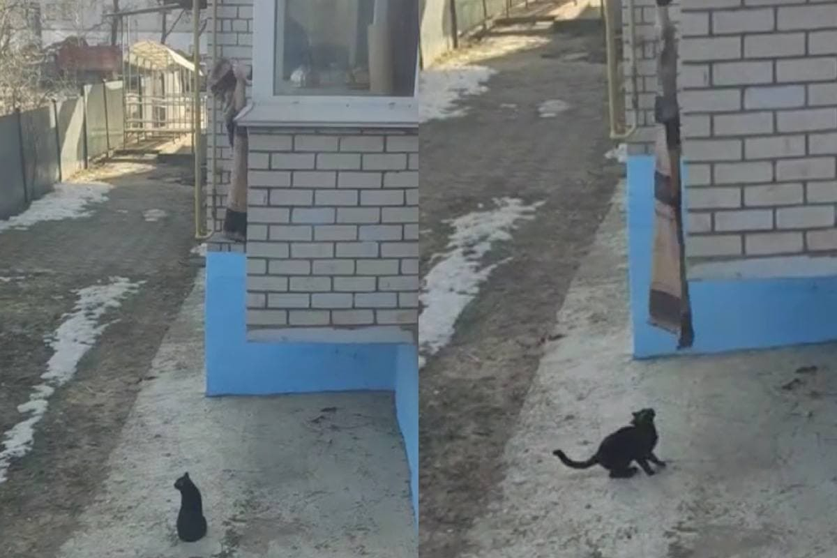 Котки станаха хит в мрежата с начина си на прибиране от разходка ВИДЕО