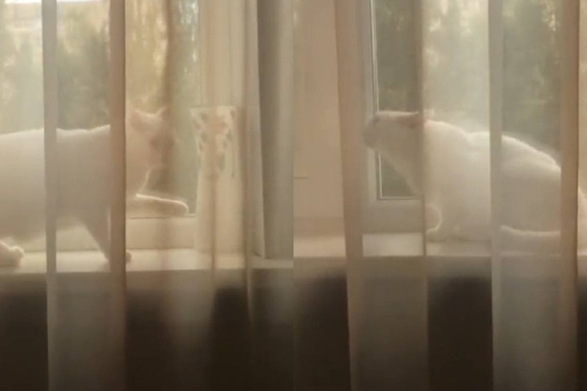 Котарак се престори на невинен и разсмя мрежата ВИДЕО