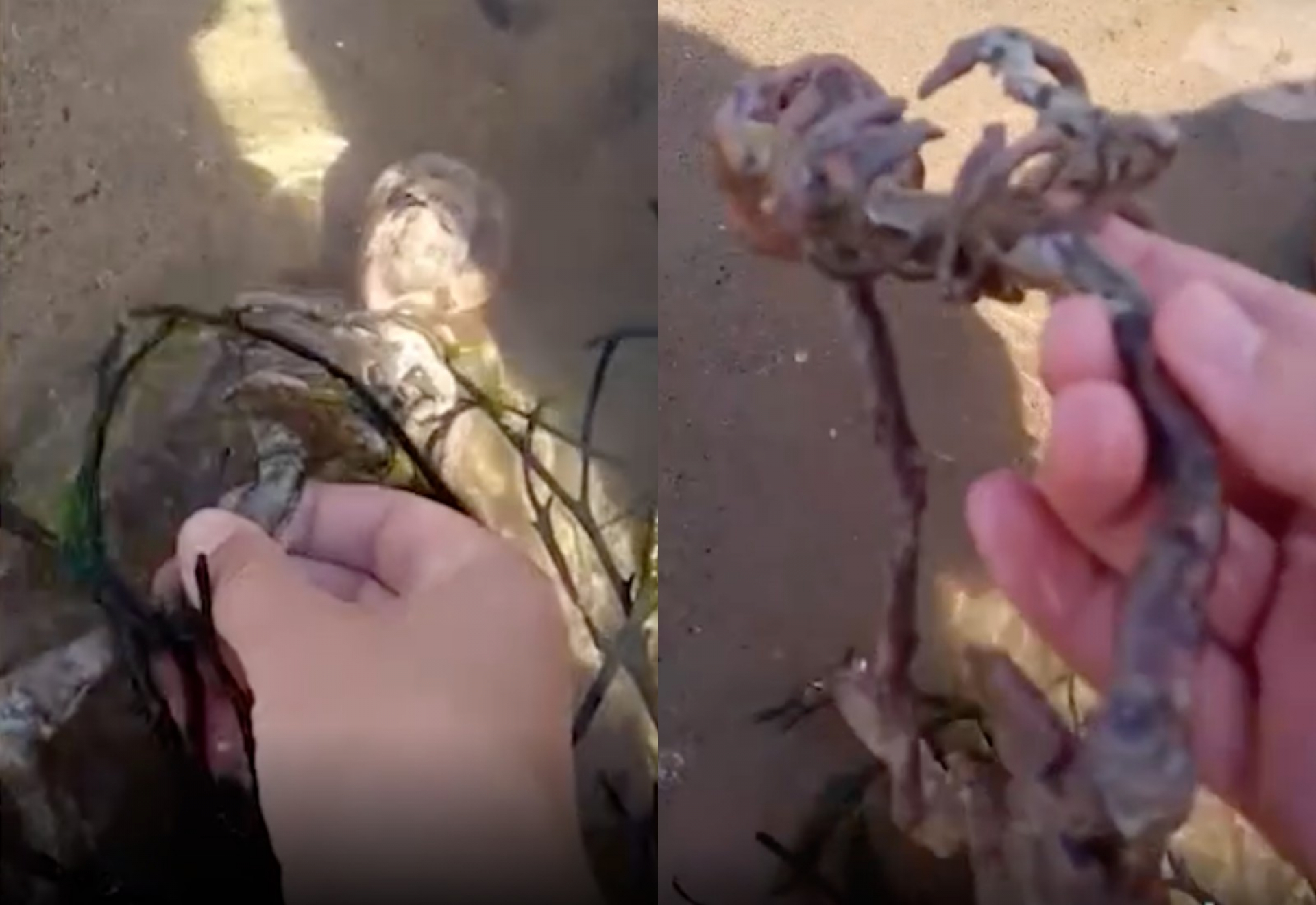 Младеж намери на плажа скелет на русалка и ужаси мрежата ВИДЕО 