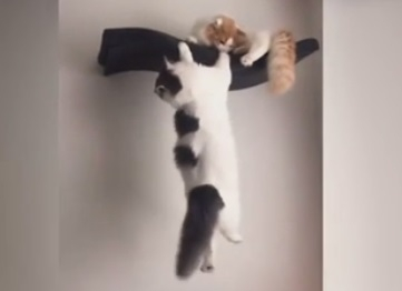 Голям смях: Котки изиграха култова сцена от "Цар Лъв" ВИДЕО