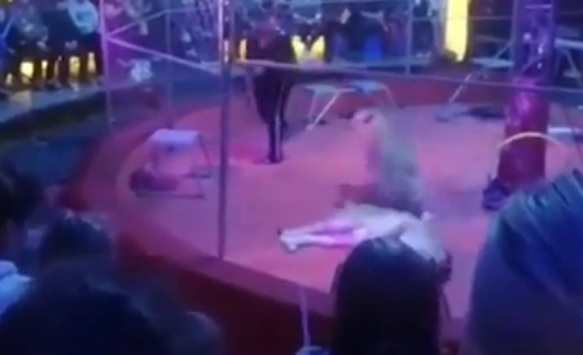 Лъвица се нахвърли върху дресьор пред очите на зрителите ВИДЕО 18+