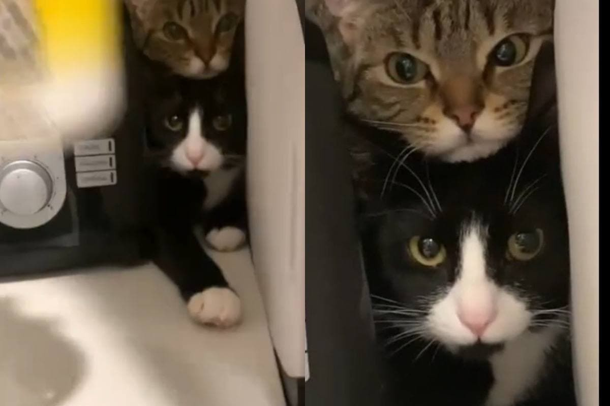 Котенца умилиха мрежата с начина, по който скришно си почиват ВИДЕО