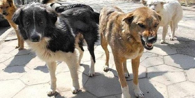 Бездомни псета направиха на нищо колата на столичанин СНИМКИ 
