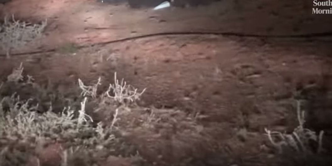 Безпрецедентно гнусна и опасна напаст вся паника в Нов Южен Уелс ВИДЕО