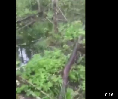 Откриха тялото на изчезнал ловец в гората, а ужасно ВИДЕО от телефона му разкри от каква смърт е умрял