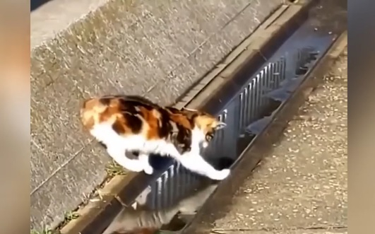 Вижте как котарак прекоси локва едва след сложни изчисления ВИДЕО