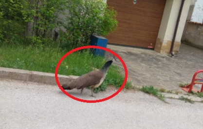 Цяло Търново се чуди и мае на тази птица, обикаляща града СНИМКА