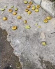 Смъртоносна бомба цъка на пъпа на Бургас, на метри от детска градина