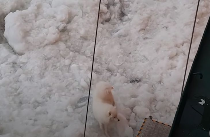 Нещо невероятно се случи с руски ледоразбивач в Арктика ВИДЕО