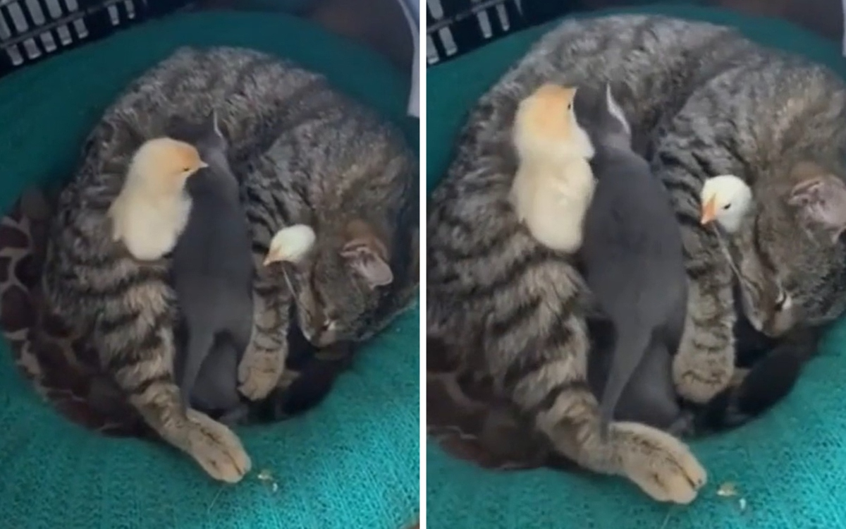Котка реши да се погрижи за пиленца и умили мрежата ВИДЕО