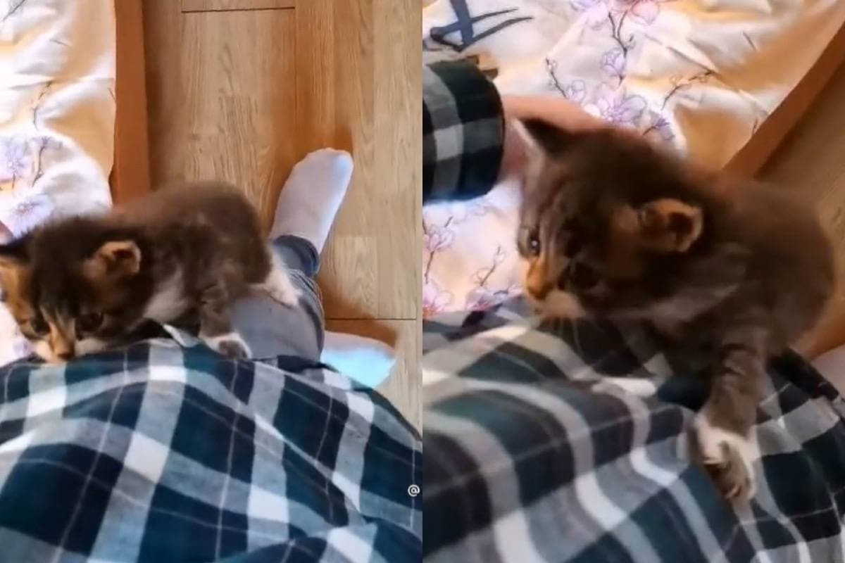 Коте се покатери върху собственика си и влюби в себе си мрежата ВИДЕО