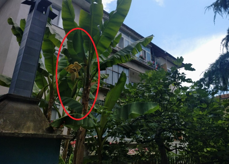 Климатът тотално се чална! Невиждано явление на ул. "Гурко" в Бургас СНИМКИ