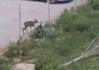 Необичайна гледка в "Манастирски ливади" ококори столичани ВИДЕО 
