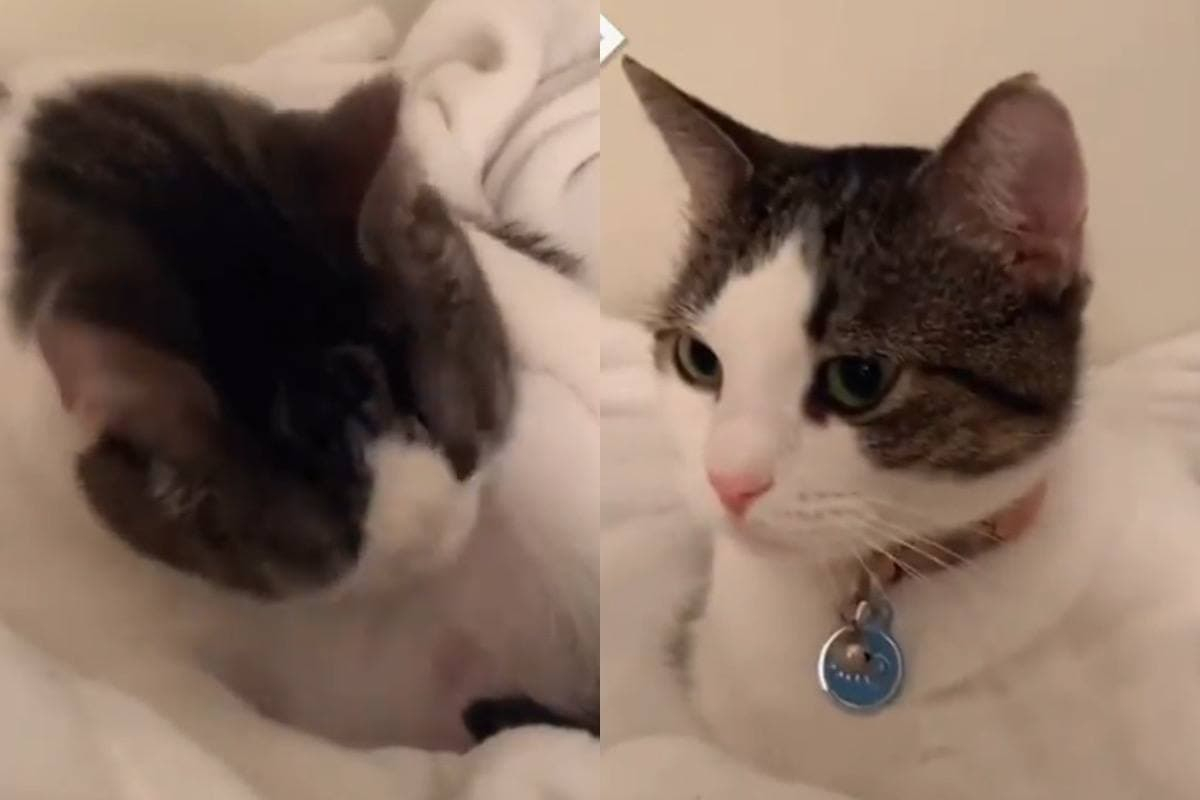 Котка не хареса пародията на собственичката си и развесели мрежата ВИДЕО