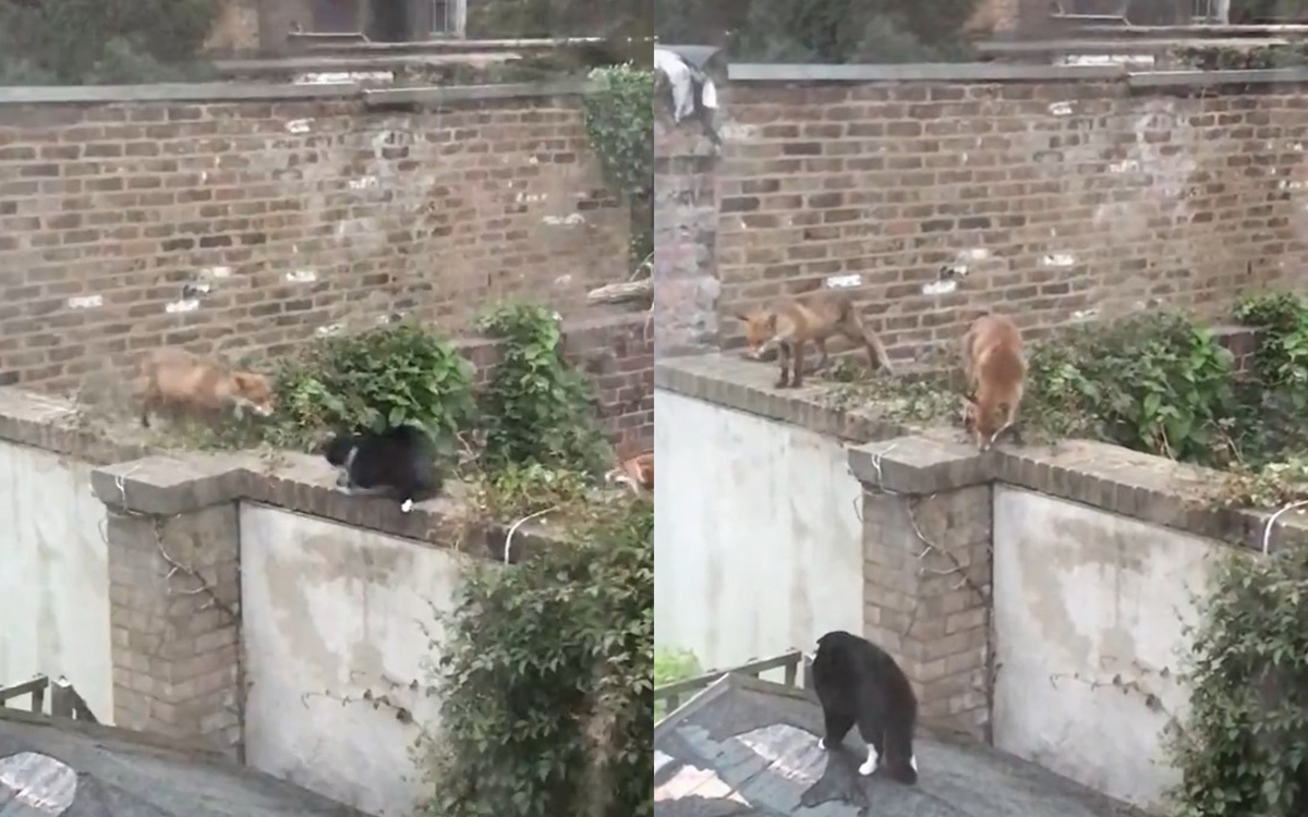 Котарак прогони две лисици от дома си и стана звезда в интернет ВИДЕО