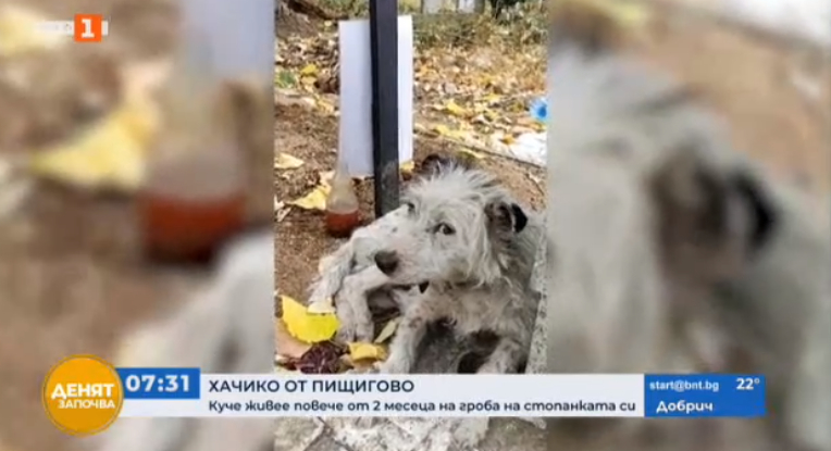 Хачико от Пищигово вече 2 месеца не помръдва от гроба на починалата си стопанка