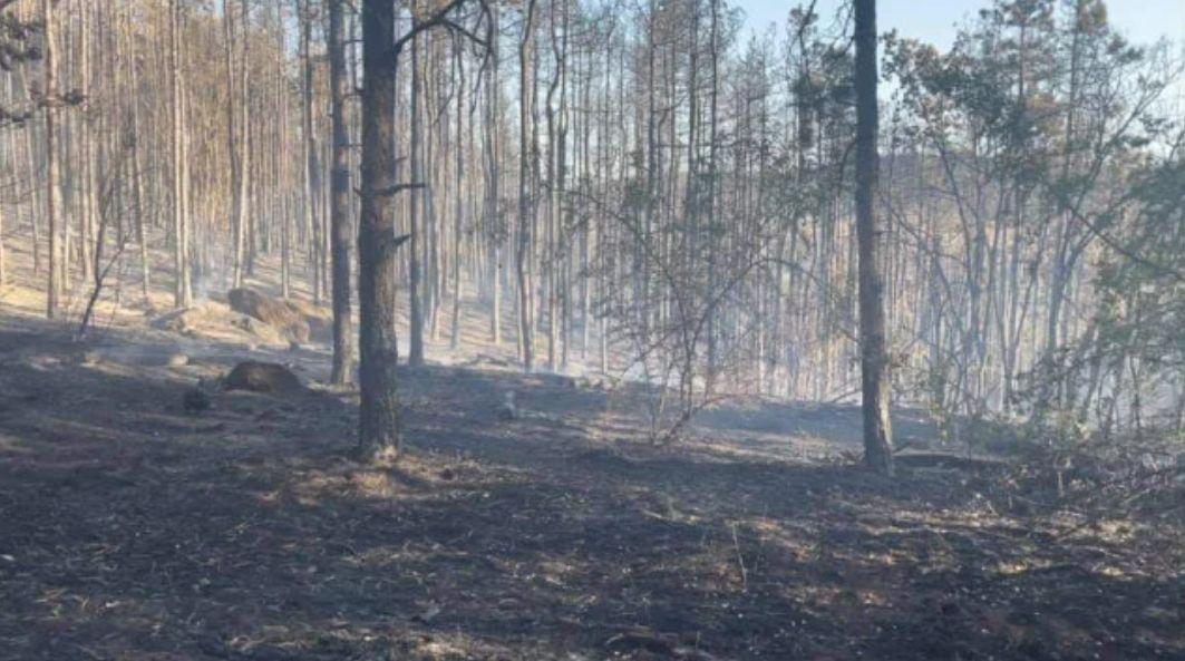 Шефът на пожарната в Пловдив се разрида: Това животинче с малки крачета... СНИМКА
