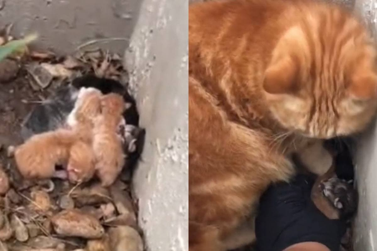 Молбите на улична котка да спасят котенцата й трогнаха мрежата ВИДЕО