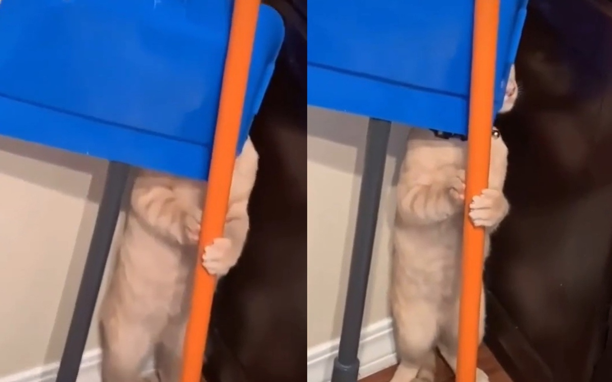 Котарак се скри зад моп и накара мрежата да се тресе от смях ВИДЕО