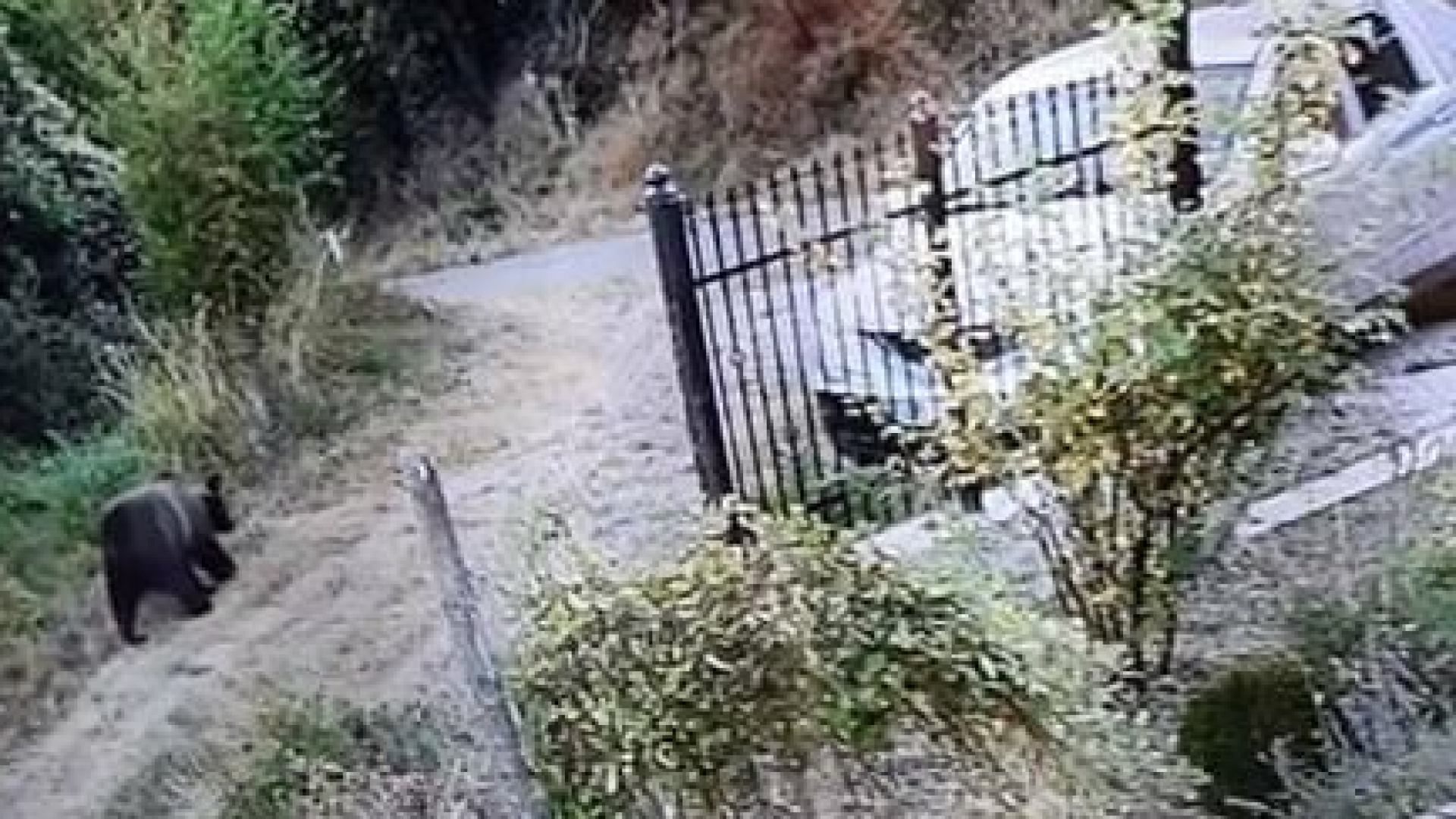 Опасни хищници държат на нокти хора в Габровско СНИМКА