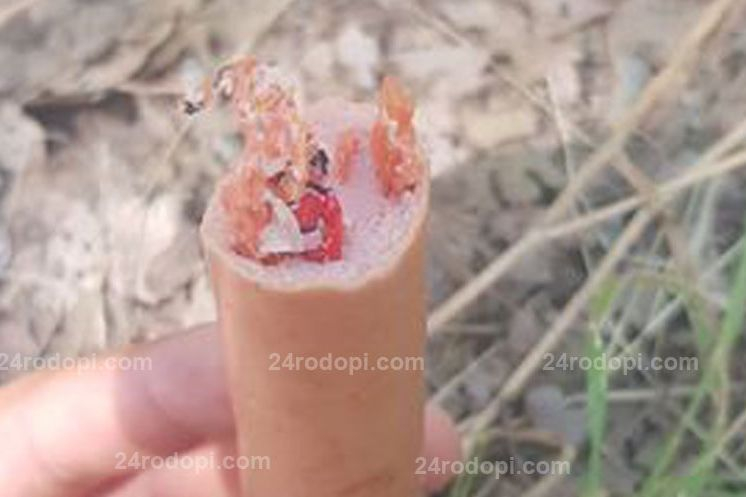 Кърджалиец отхапа от любимия си кренвирш и изтръпна от погнуса ВИДЕО 