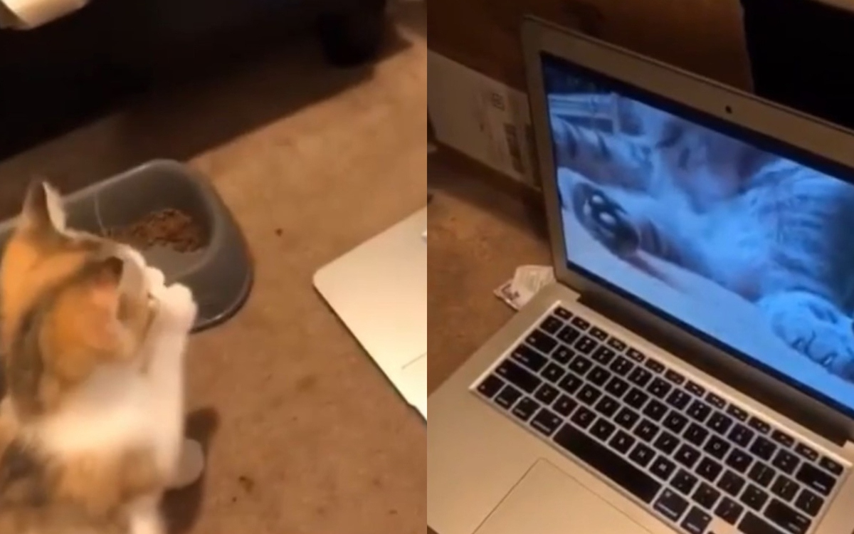 Котка се научи да се мие от видеоурок и възхити мрежата ВИДЕО
