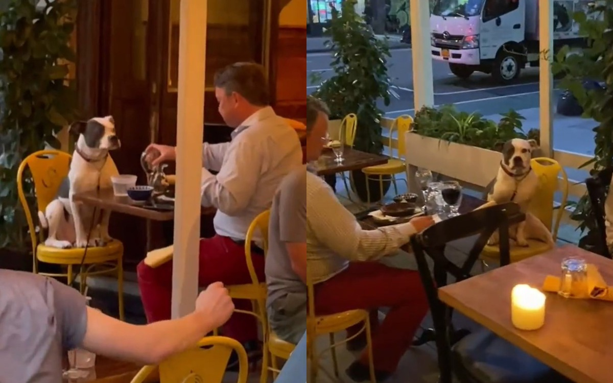 Мъж и куче, вечерящи в ресторант, умилиха мрежата ВИДЕО