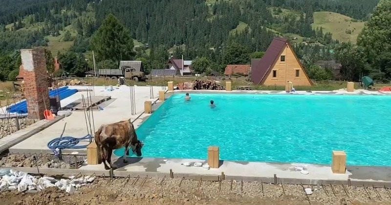 Уникално ВИДЕО: Крава скочи заради жегата в басейн, в който плуват деца