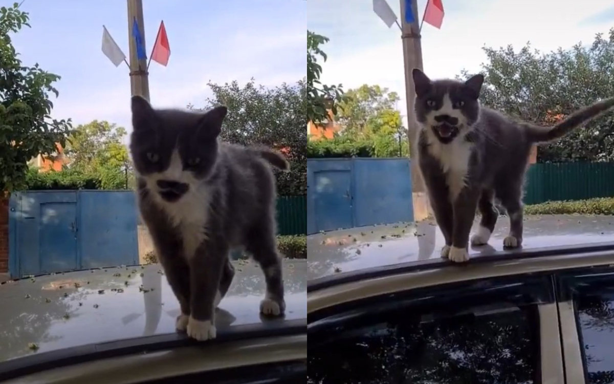 Жена срещна на пътя брадат котарак мускетар ВИДЕО