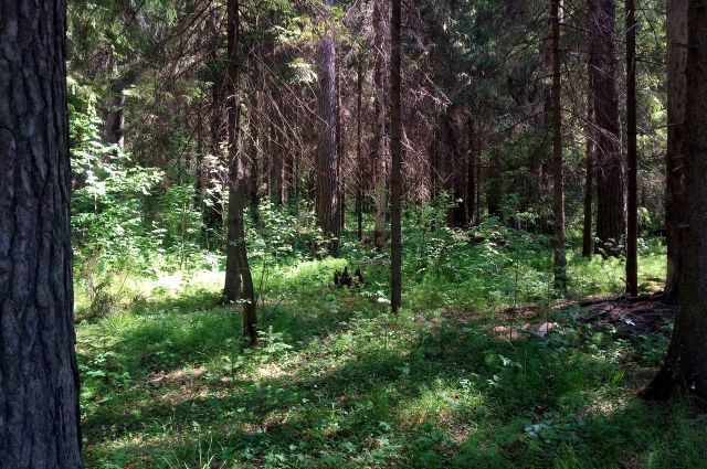 Русначе, изгубено за 4 дни, се закле: Никога повече! СНИМКИ