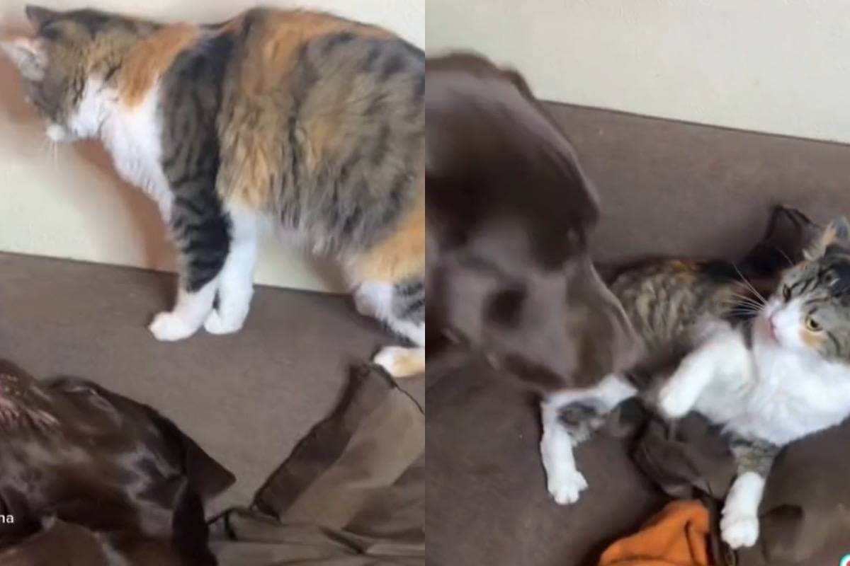 Вижте как котка измами лабрадор с хитър план ВИДЕО