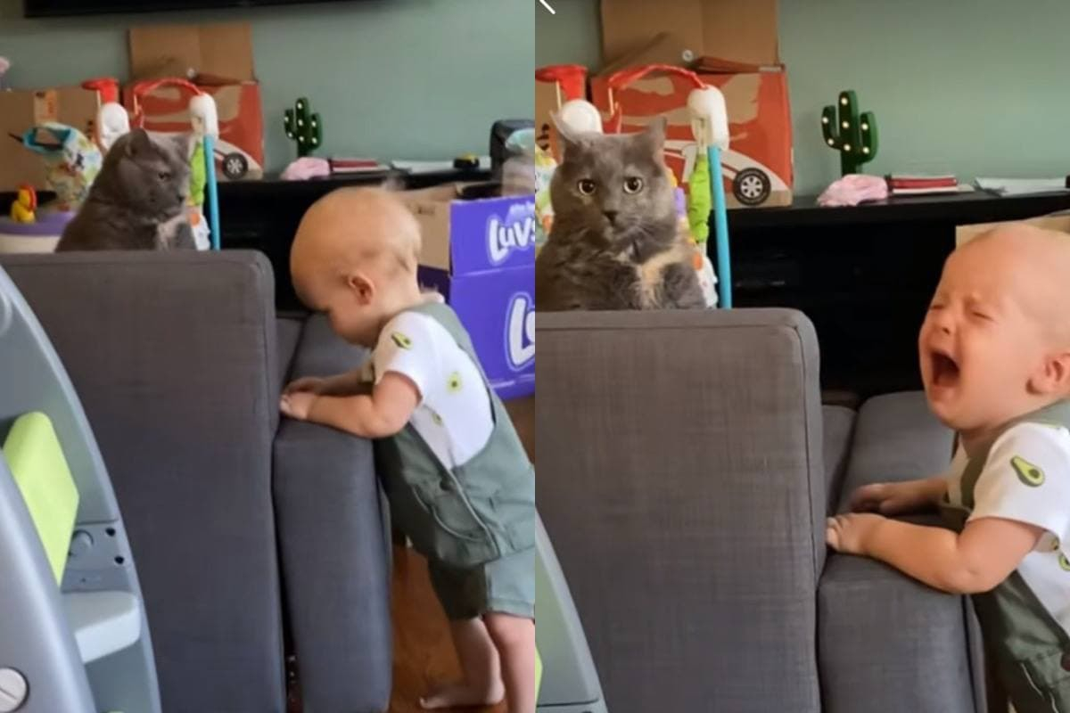 Котарак, който отказва да си играе с малко дете, разсмя мрежата ВИДЕО