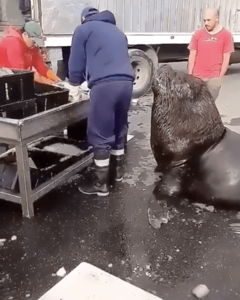 Морски лъв предизвика суматоха с появата си на рибен пазар ВИДЕО