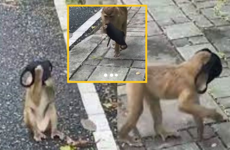 Това ВИДЕО с маймуна взриви мрежата! Причината е невероятна
