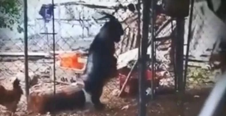 Мрежата в шок: Козел ходи два крака също като дявол ВИДЕО