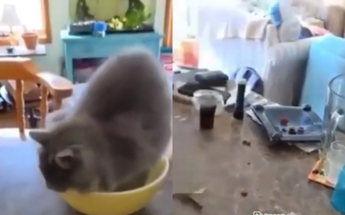Котарак предизвика хаос в кухнята и разсмя мрежата ВИДЕО